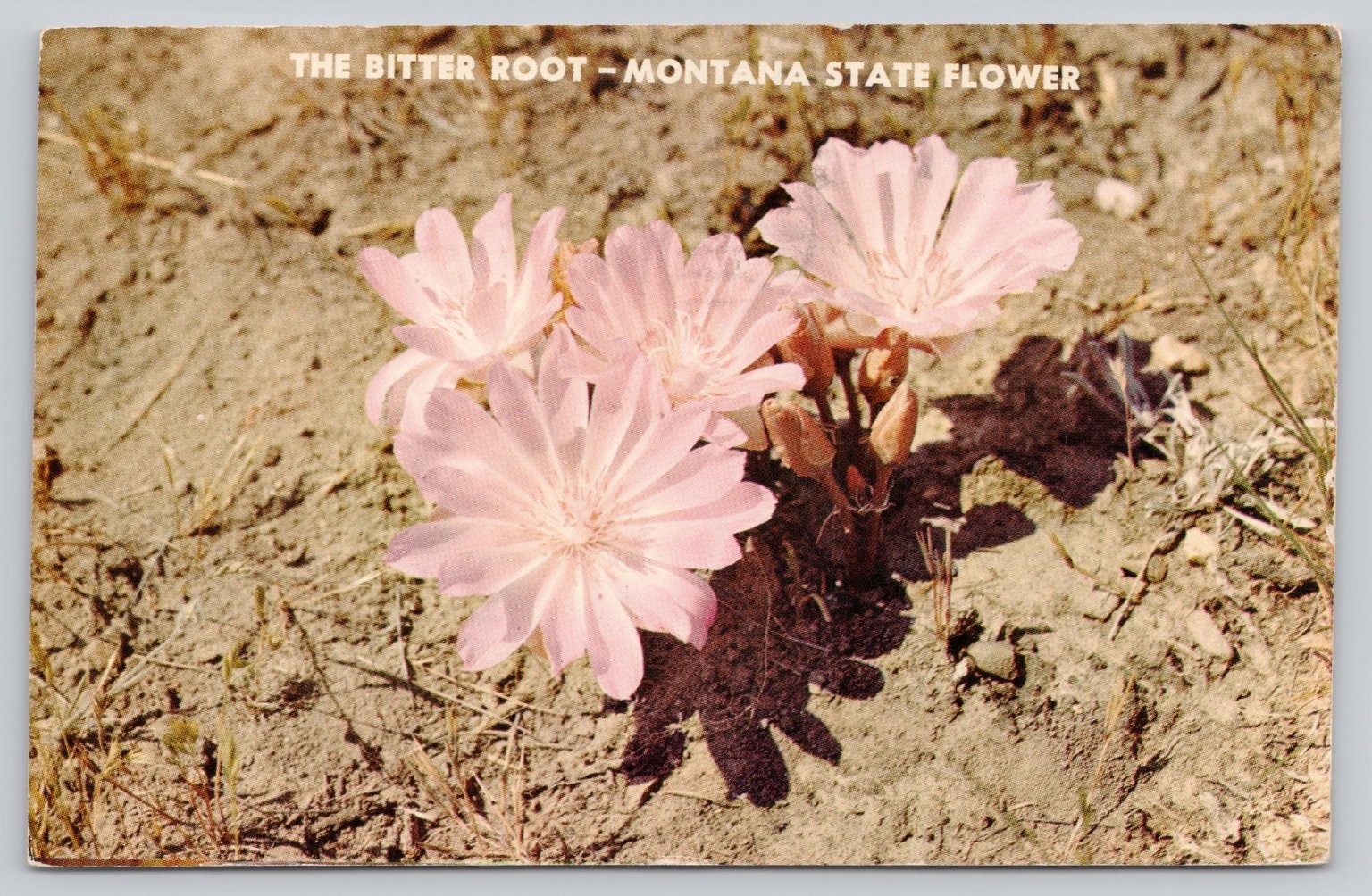 Bitter Root Montana State Flower Mirro-Krome Postcard 1968 Miles City