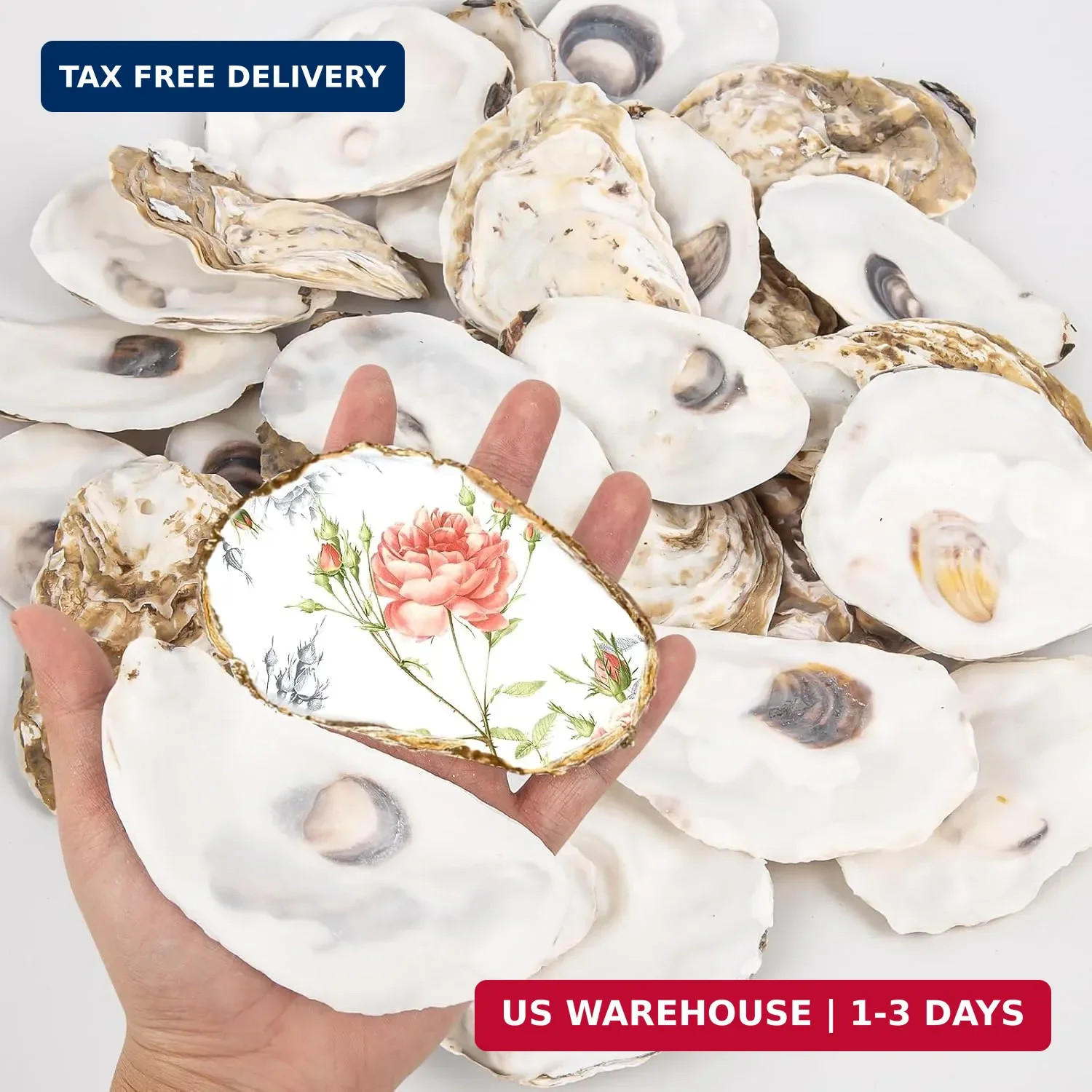 QICQDRAM 20PCS Flat Oyster Shells for Crafts 4-5\ QICQDRAM 20PCS Flat Oyster Shells for Crafts 4-5\