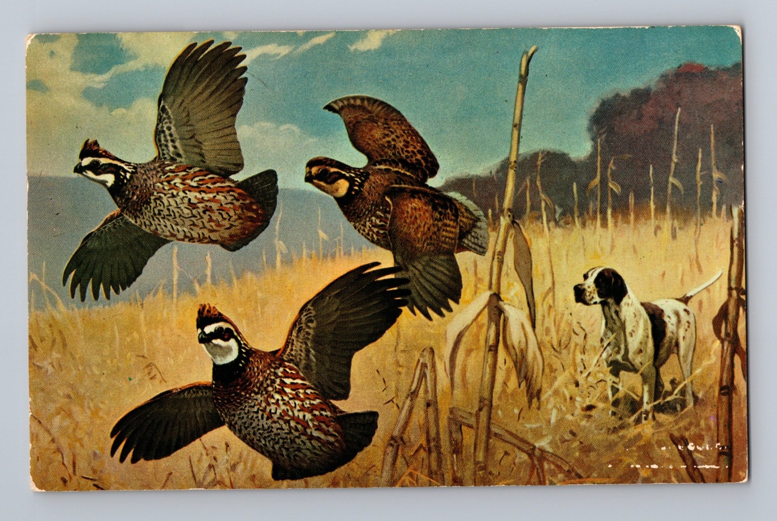 Pheasants and Spaniel Dog Hunting Painting Alexandria Minnesota Postcard