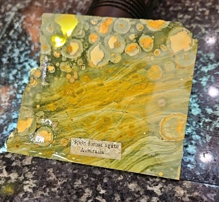RAIN FOREST Agate SLAB 83 grams rock/fossil/mineral/agate/gem/rough/cab/stone