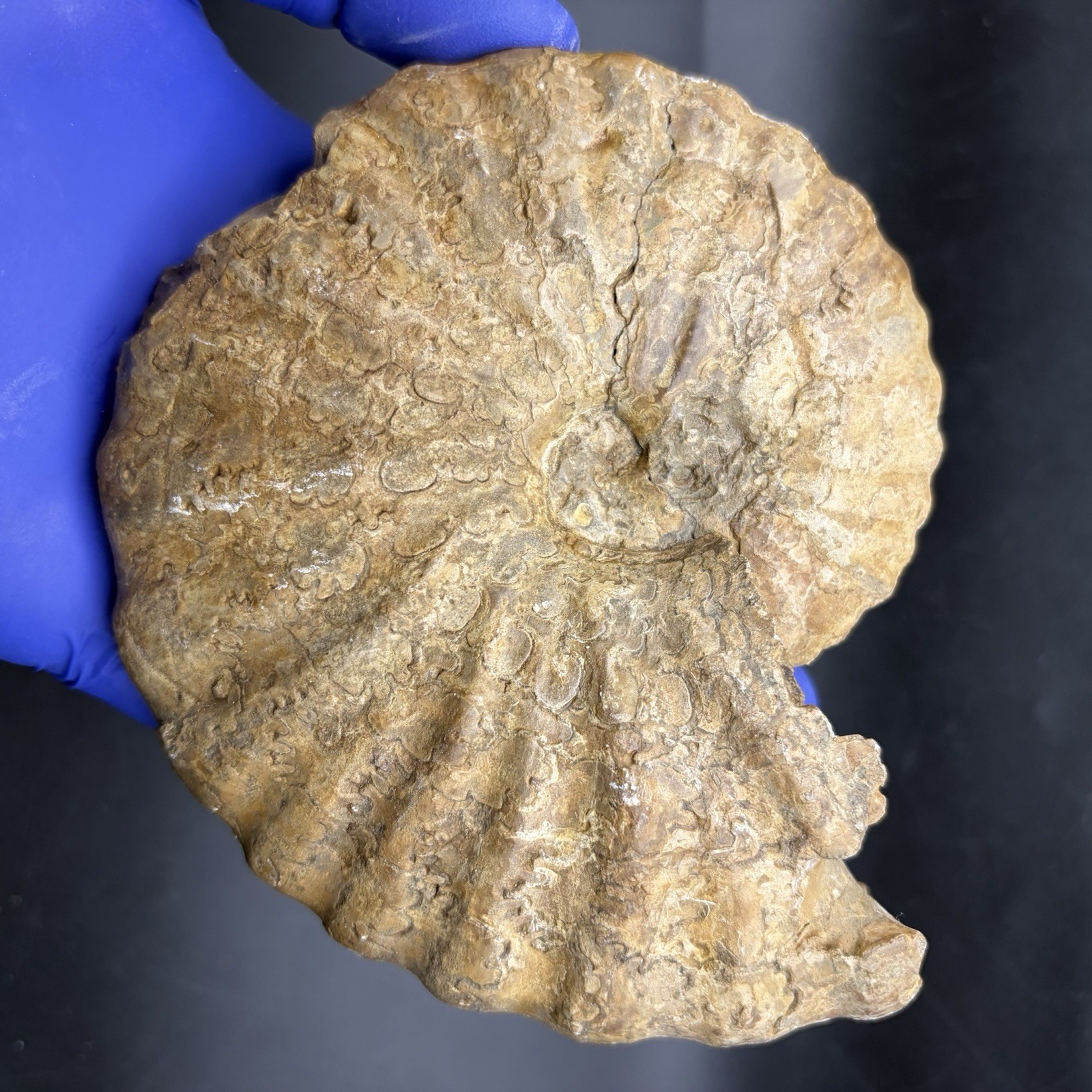 GIANT AMMONITE SHELL FOSSIL UNKNOWN LOCALITY 5.3”