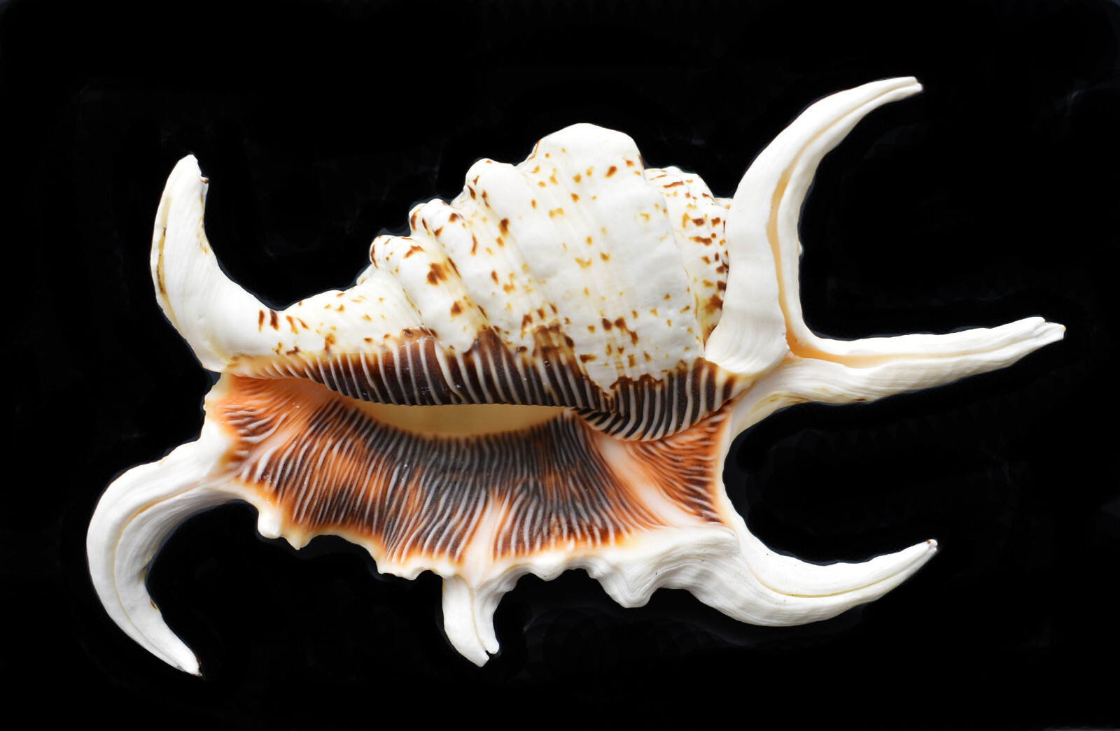 One Beautiful Spyder Conch Shell (Lambis Chiragra) 4-5\