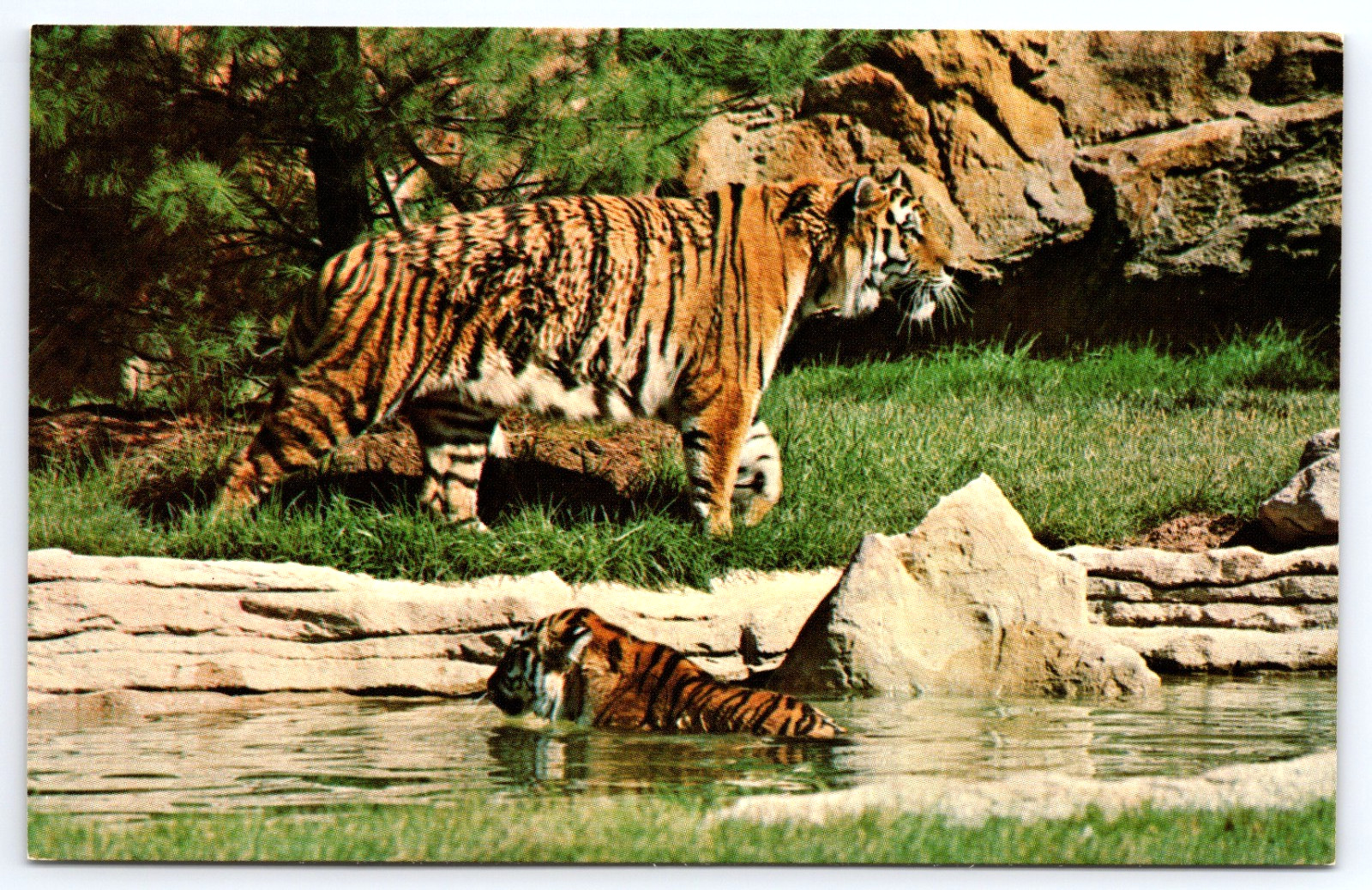 St. Louis Missouri MO Zoological Park Siberian Tigers Vintage Photo Postcard