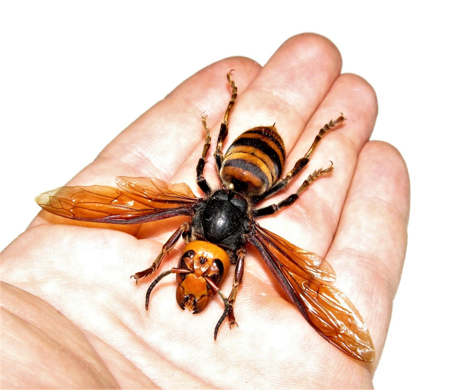 Vespa mandarinia wasp murder hornet QUEEN Japan mounted wings spread pinned Vespa mandarinia wasp murder hornet QUEEN Japan mounted wings spread pinned
