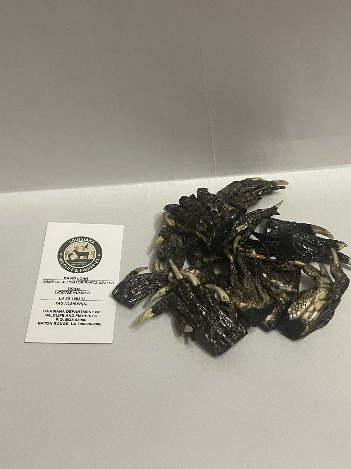 14 Small American Alligator Feet 1-2” Louisiana