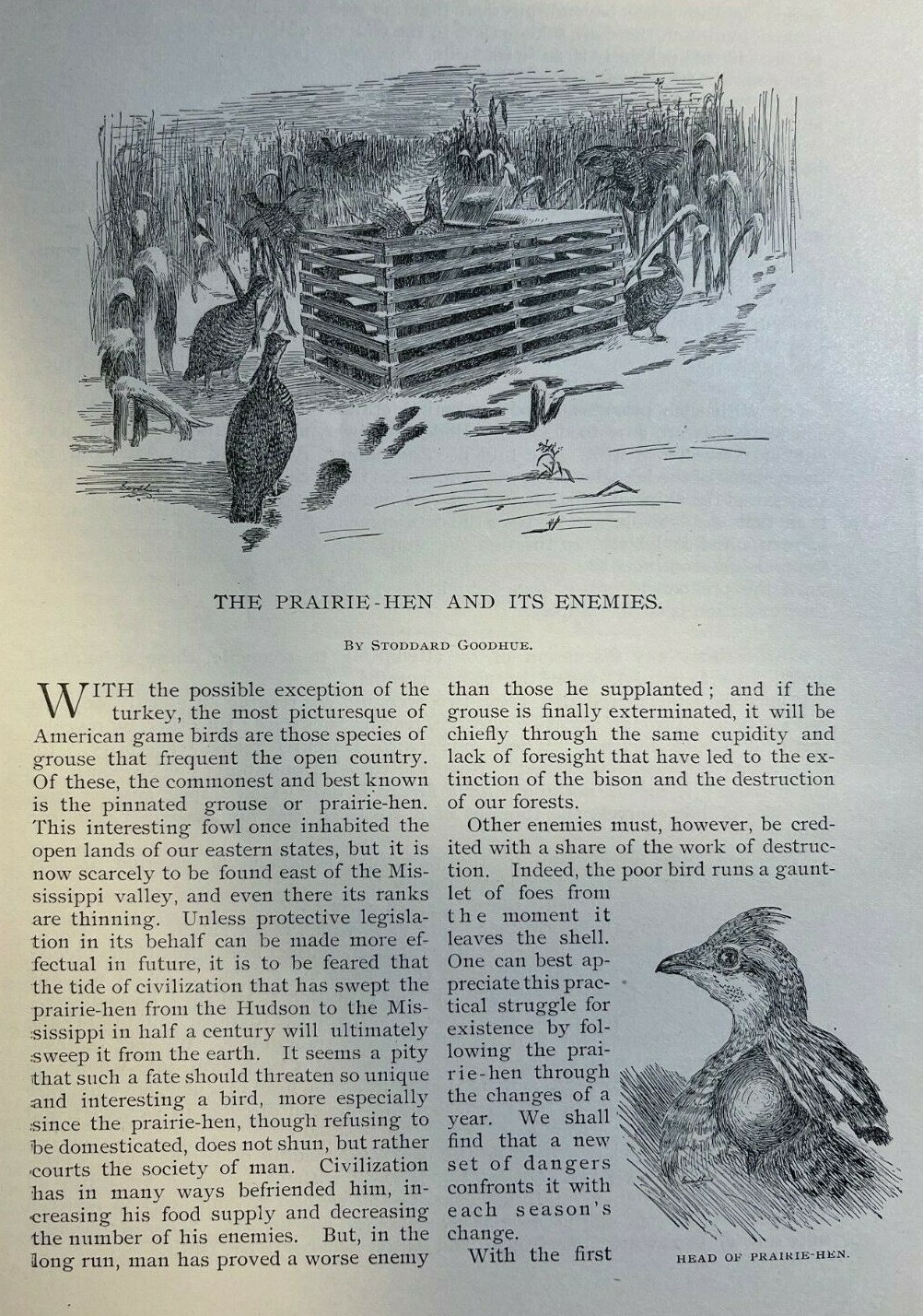 1893 Prairie Hen and its Enemies illustrated