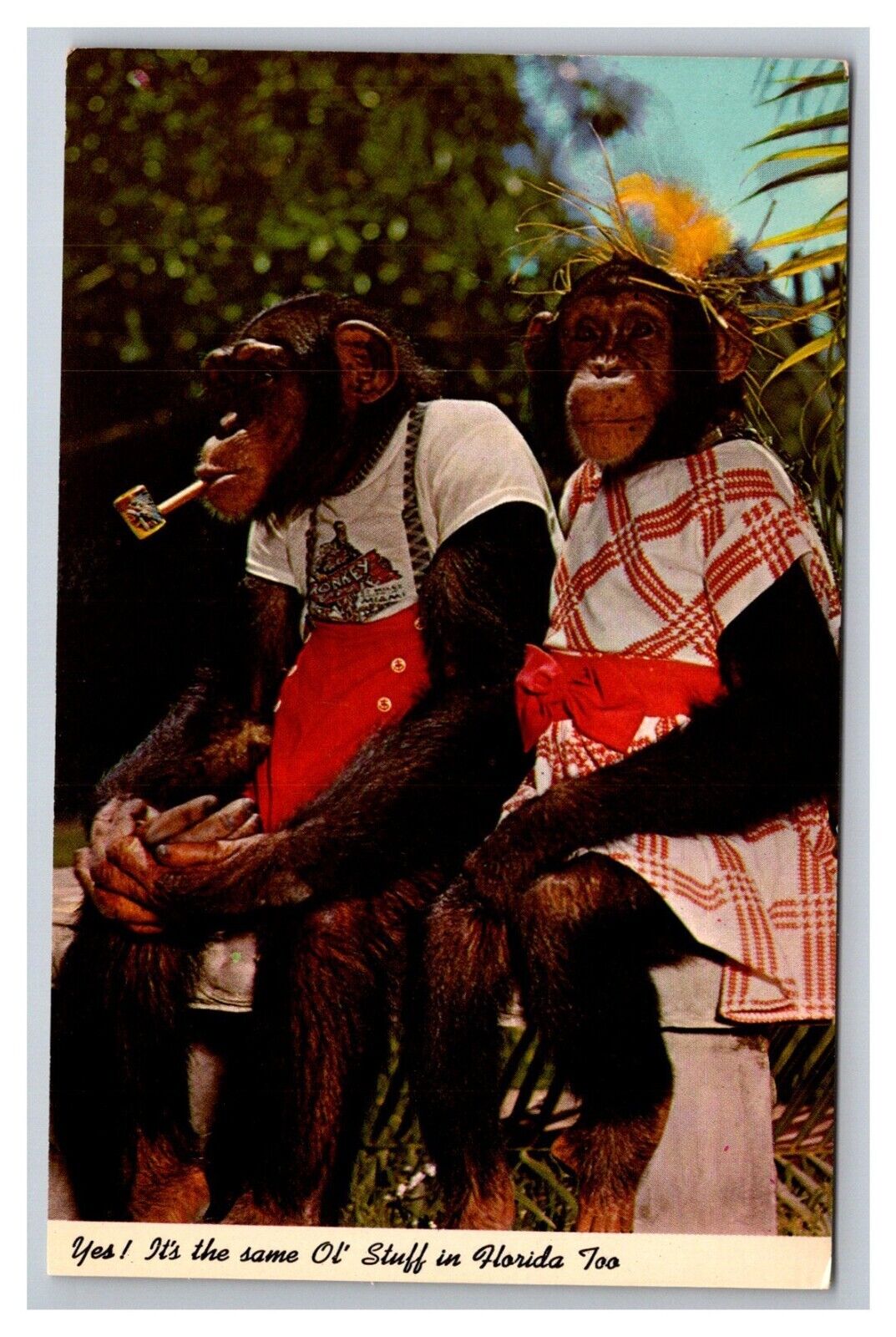 Postcard Florida Greetings Chimps Monkey Jungle Miami