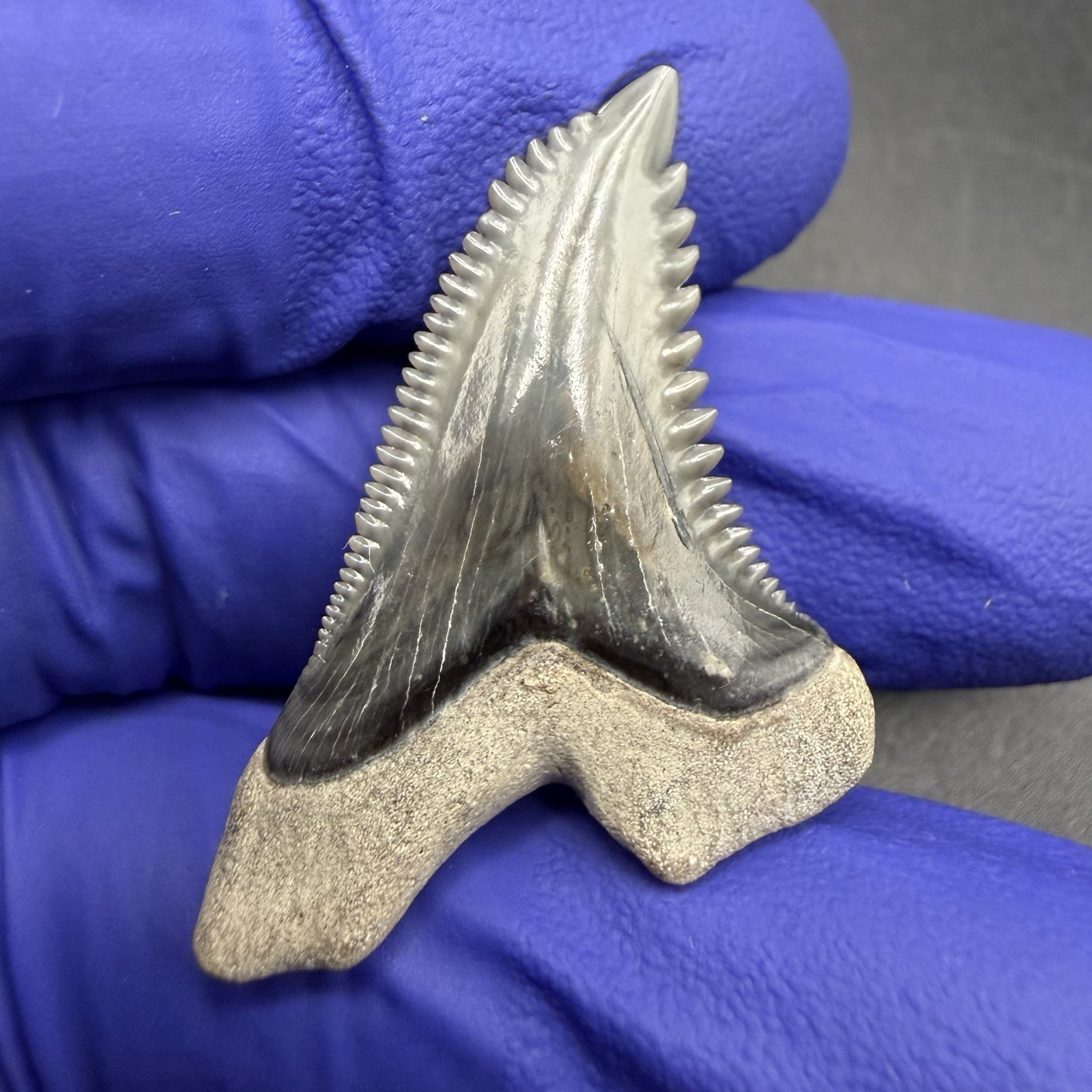 Gem Quality Hemipristis Serra 1.36” Top Quality Florida Tooth