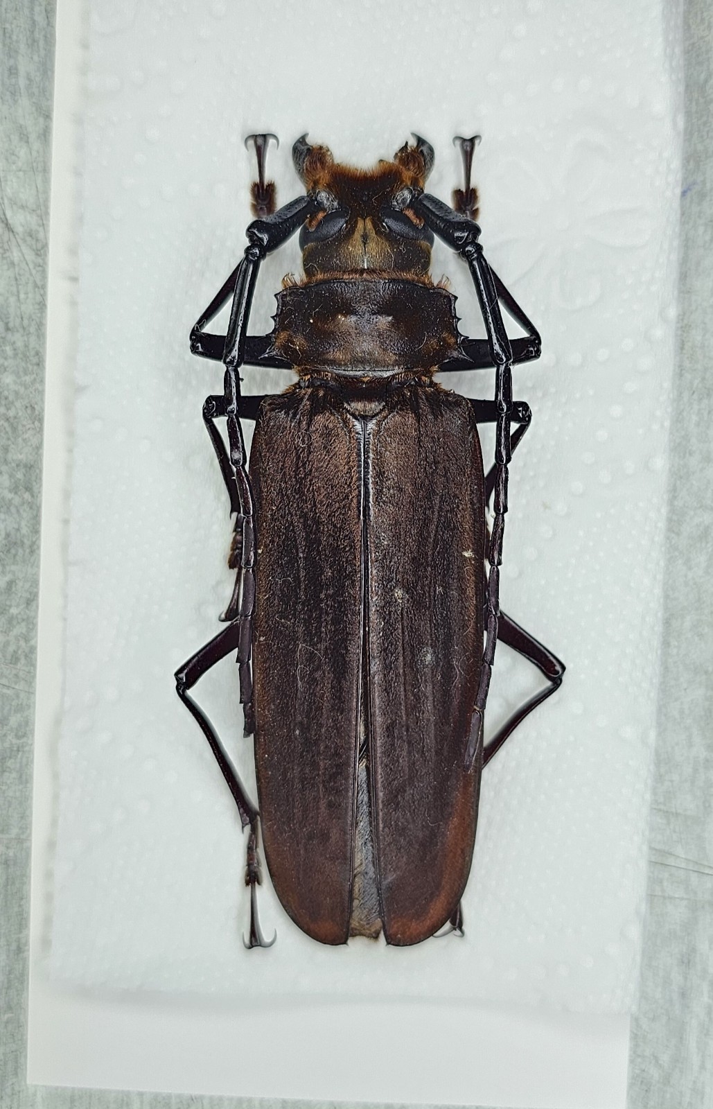 Cerambycidae : Orthomegas haxairei 75mm A-