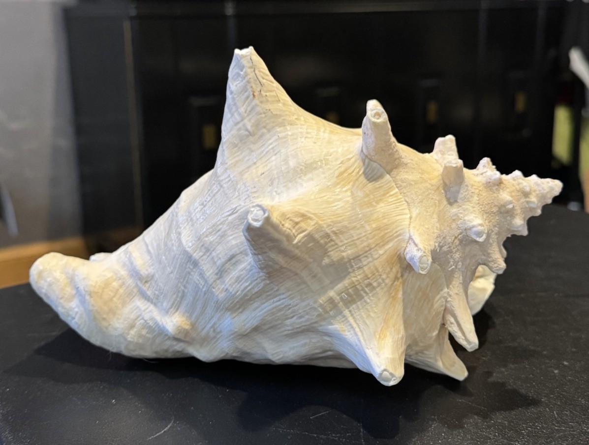 Huge Vintage Natural Sea Shell Conch Murex Display Specimen Coastal Beach Decor