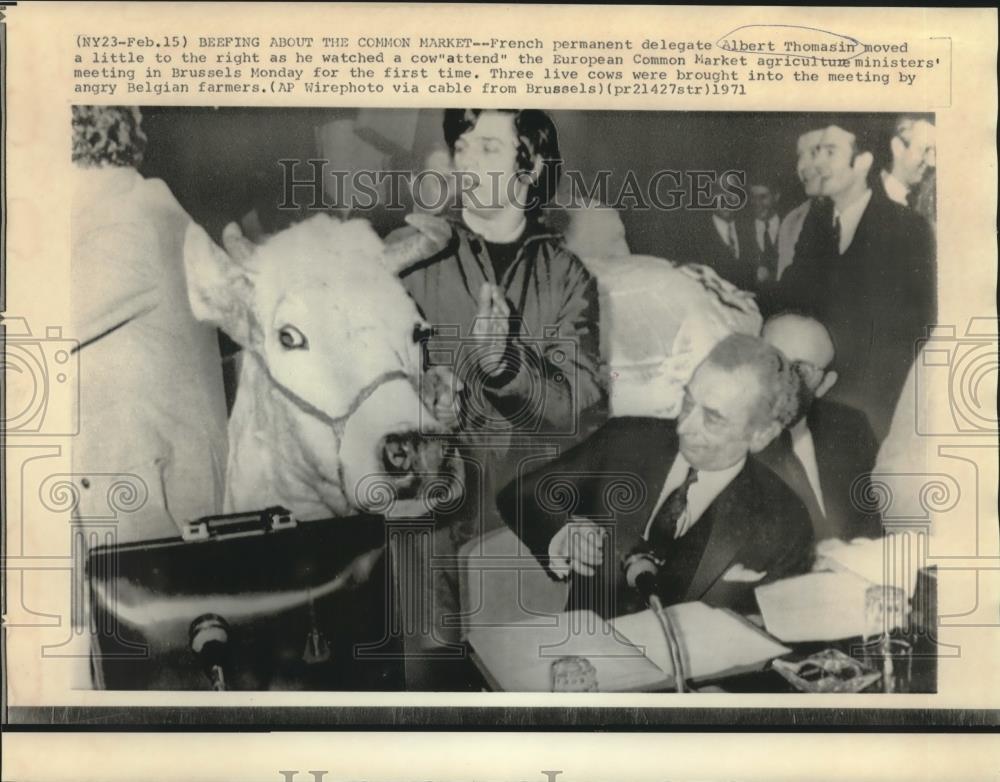 1971 Press Photo Three live cows brought into European Common Market meeting