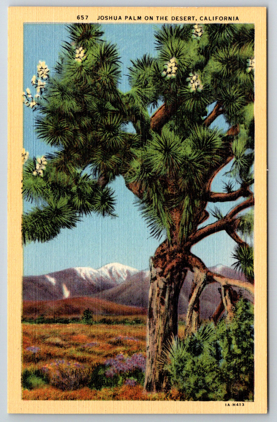 c1940s Joshua Palm Desert California Linen Postcard