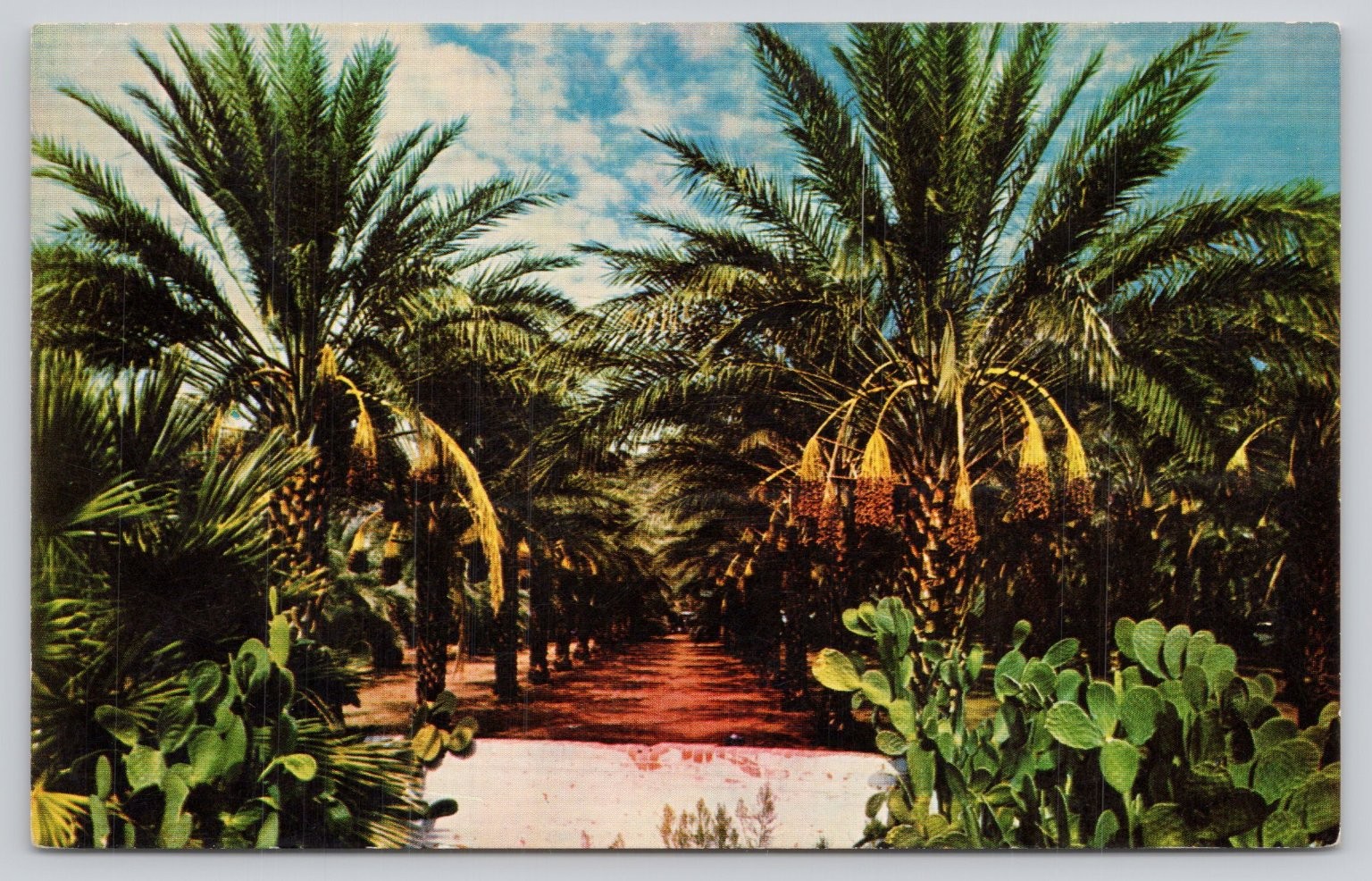Vintage Date Palm Grove Coachella Valley Indio California Postcard 1966
