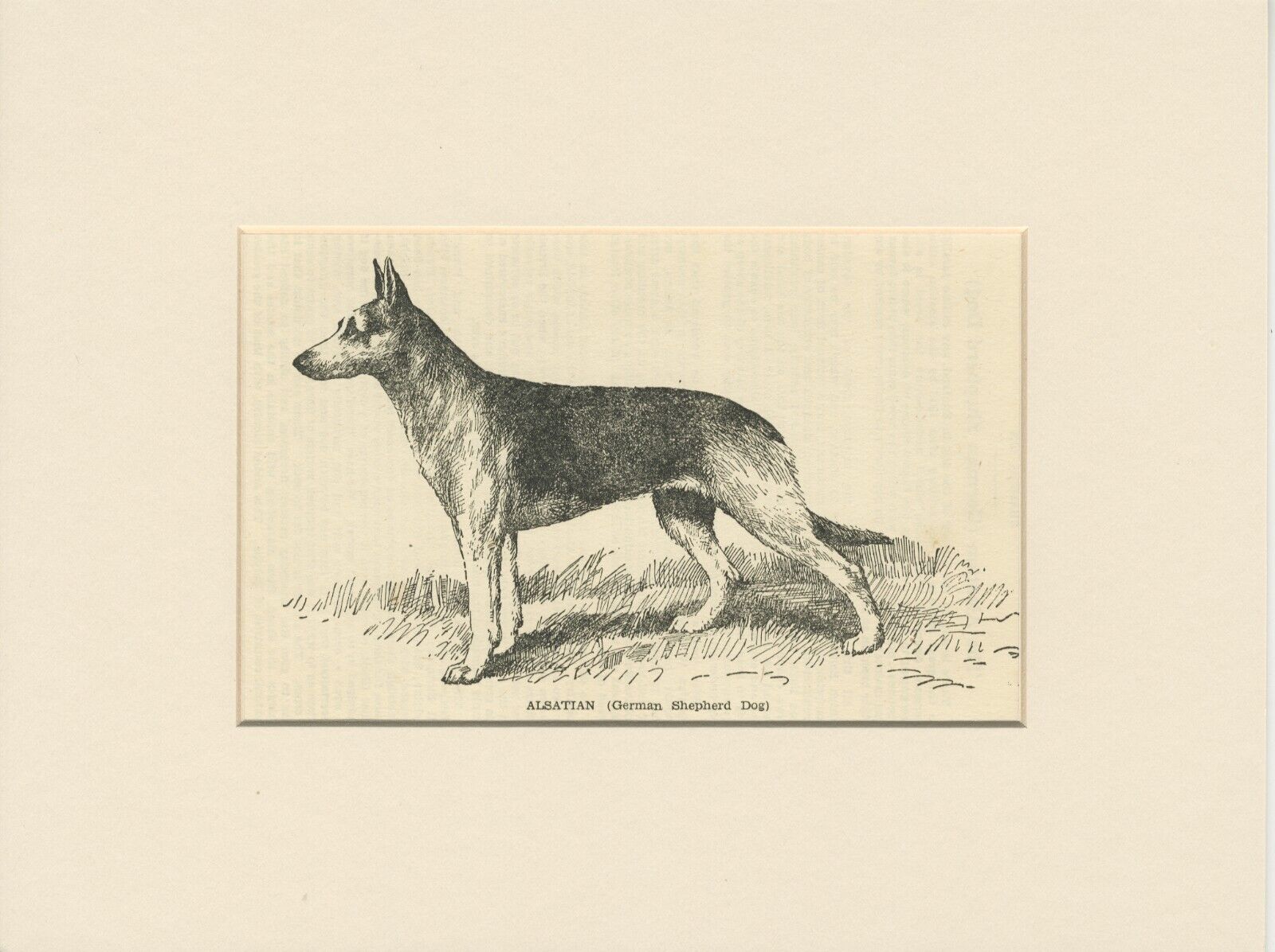 GERMAN SHEPHERD DOG ANTIQUE 1912 DOG ART PRINT by ARTHUR WARDLE READY MOUNTED