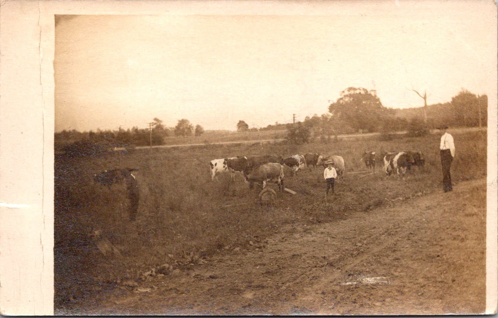Cattle Or Bullocks In Field 1907 Helen Chalmers RPPC Real Photo Postcard 4P23-8