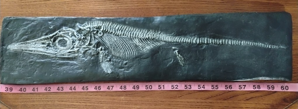 Juvenile Ichthyosaur ( Stenopterygius quad.) Skeleton- Mesozoic marine reptile-