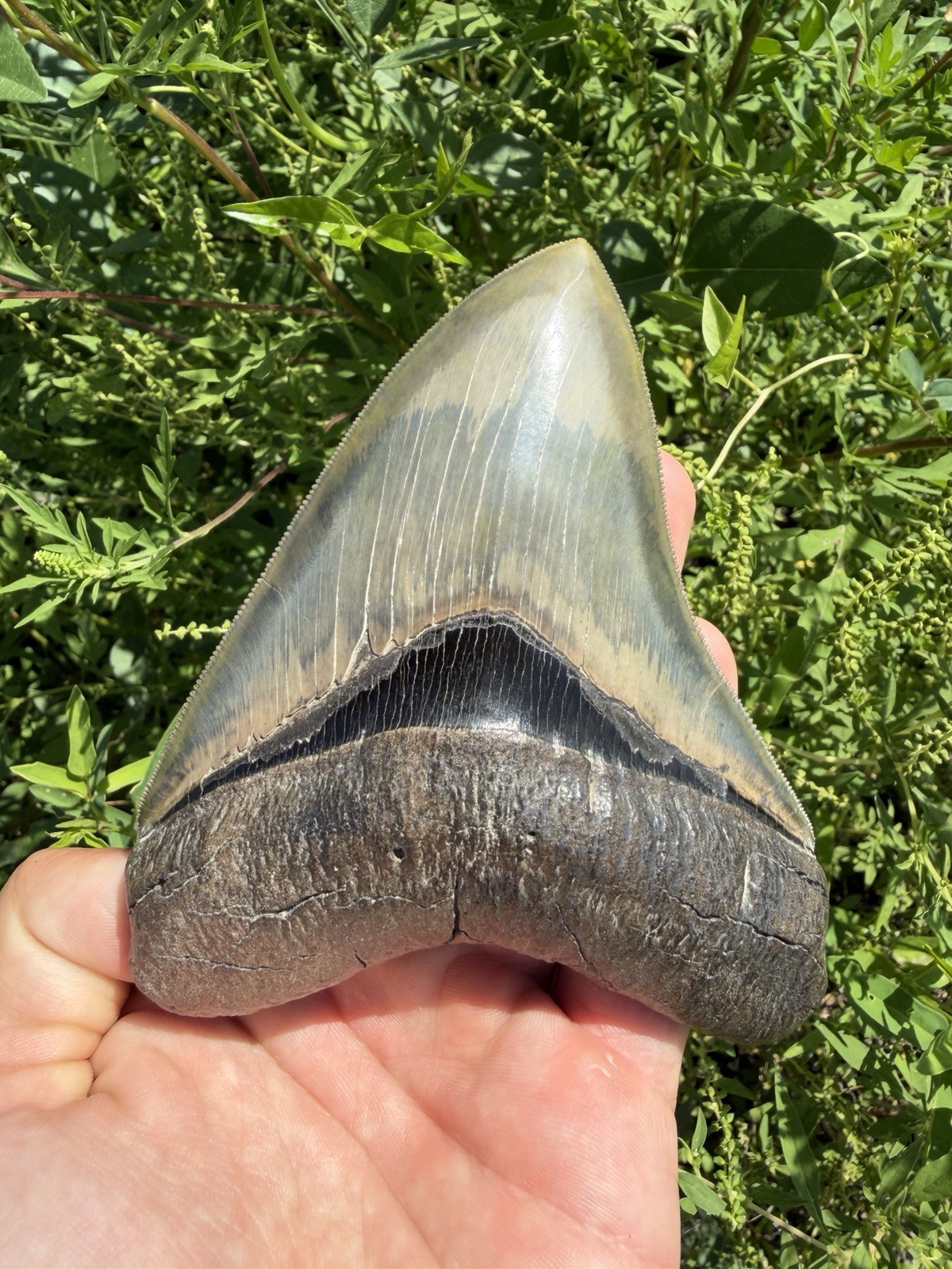 TOP 0.1% QUALITY GEORGIA MEGALODON SHARK TOOTH 4.79” - ALL NATURAL