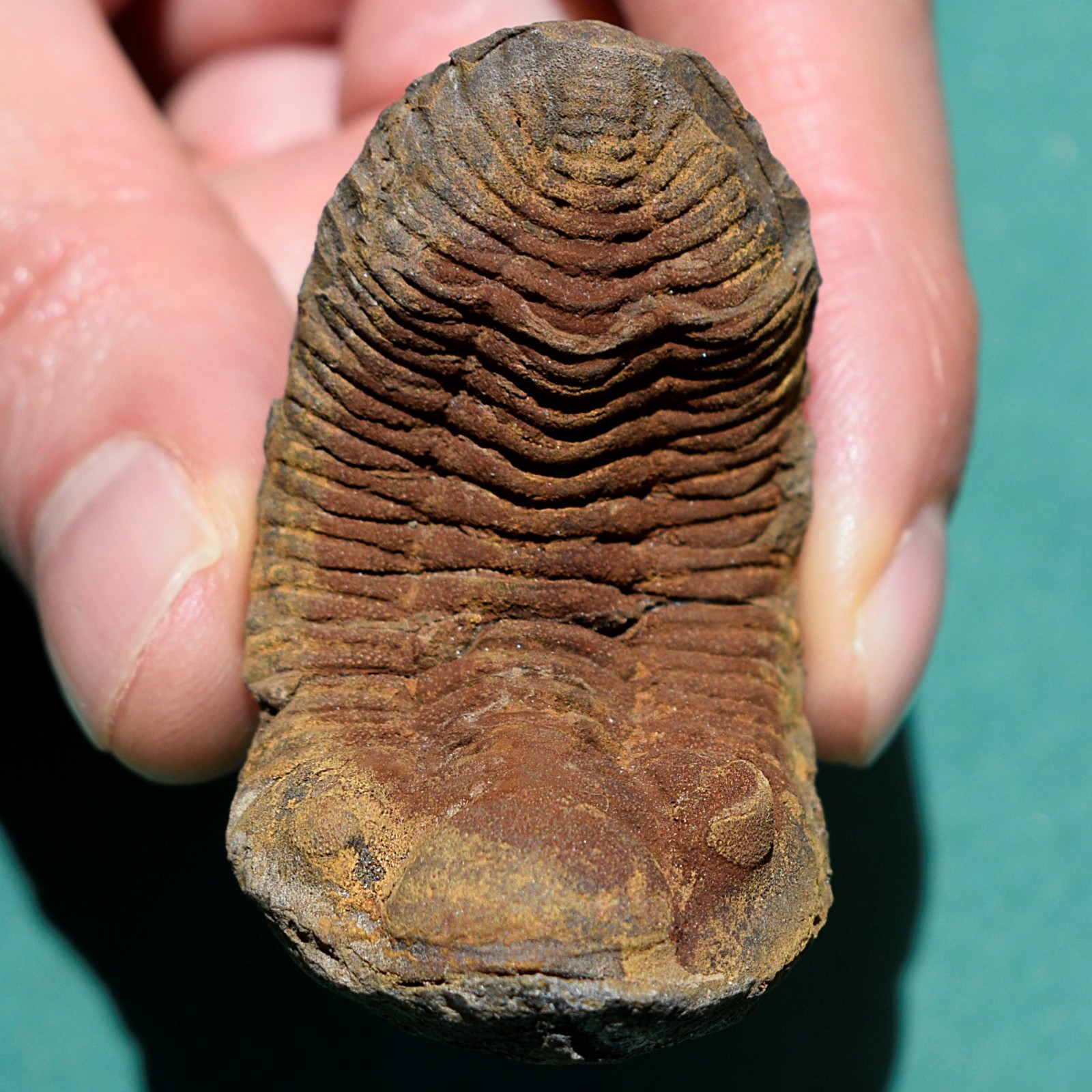 Trilobite, Eldredgeia venustus: Bolivia devonian trilobite fossil Trilobite, Eldredgeia venustus: Bolivia devonian trilobite fossil
