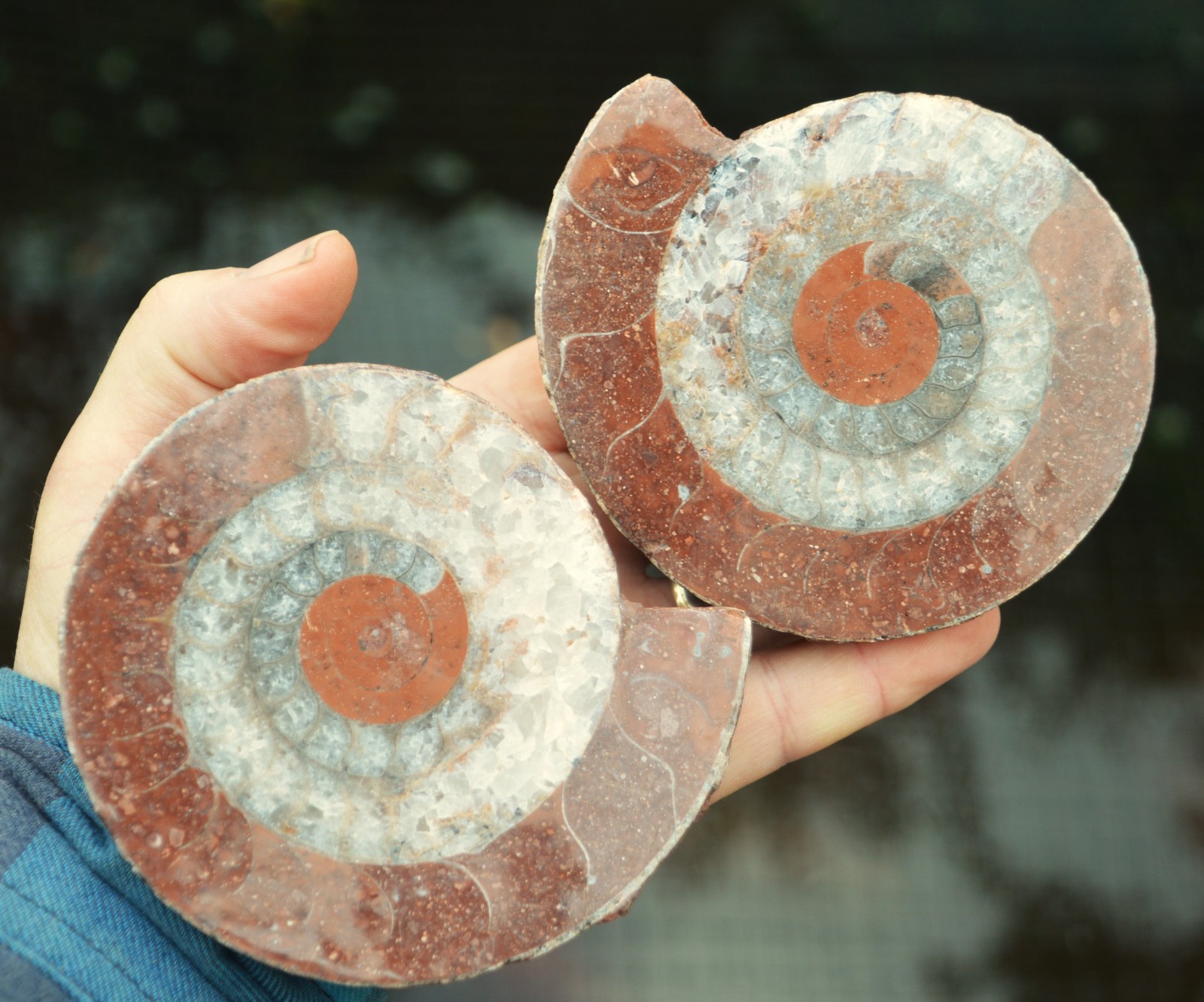LARGE, TIMOR CUT & POLISHED  AMMONITE PAIR,  #25 TOP QUALLIY BEST PRICES