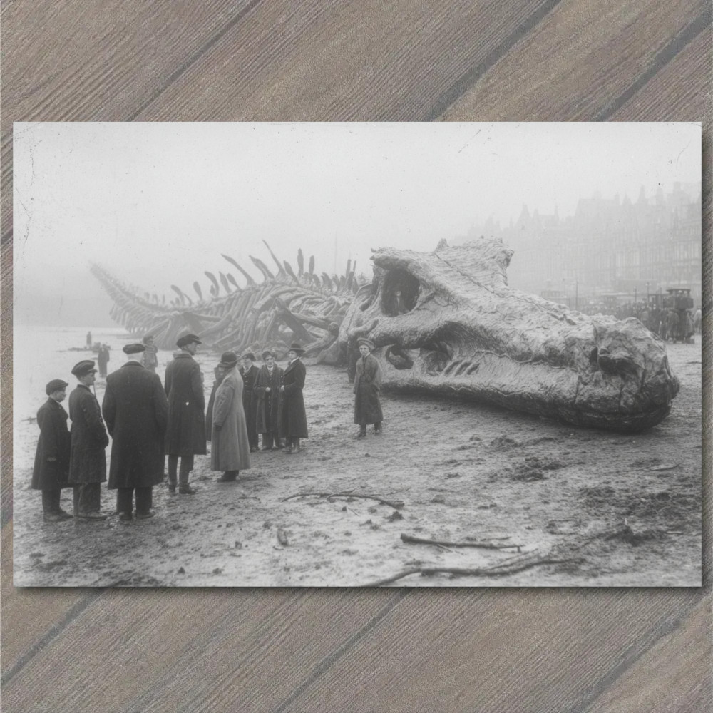 POSTCARD Victorian Sea Monster Skeleton Crowd Shoreline Curiosity Exhibit POSTCARD Victorian Sea Monster Skeleton Crowd Shoreline Curiosity Exhibit