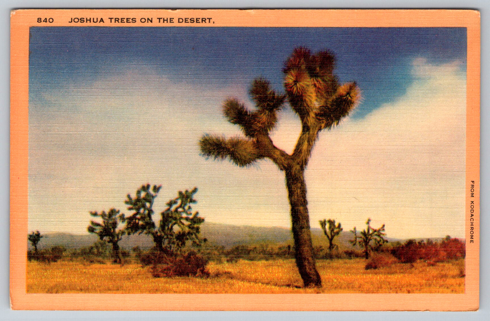 c1940s Joshua Trees Desert Los Angeles CA Kodachrome Postcard