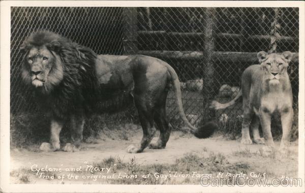 RPPC El Monte,CA Cyclone and Mary,Two of the original lions at Gay's Lion Farm