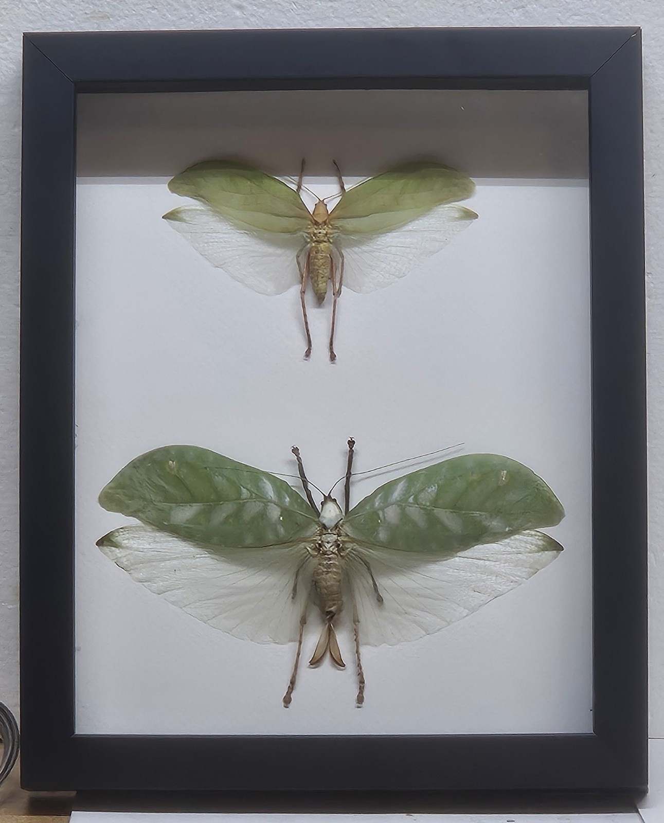 Real Framed Pair Giant Katydid  Large  Shadowbox Display