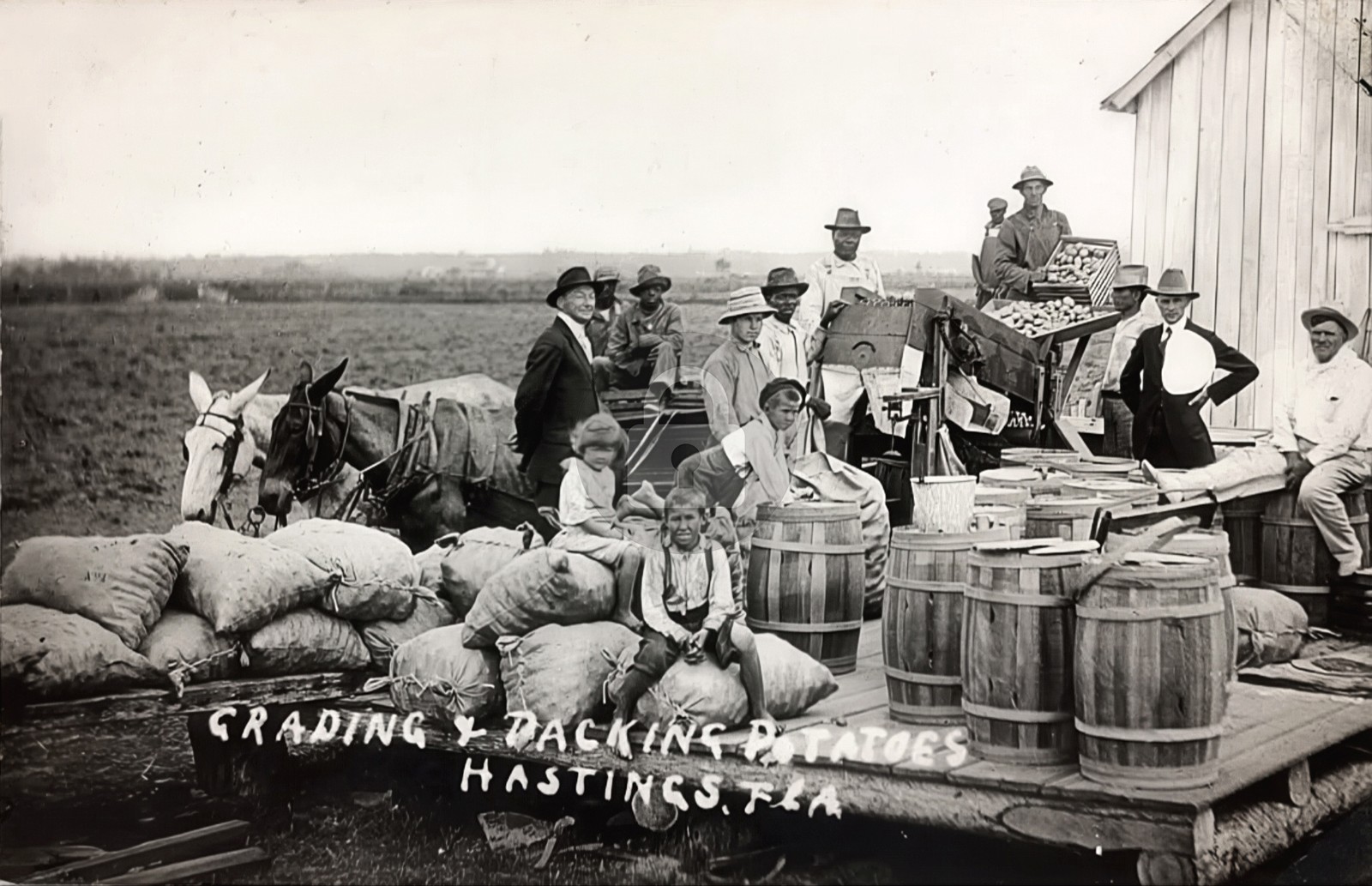 1900s Hastings FL Florida Workers Packing Potatoes Warehouse RPPC Postcard COPY 1900s Hastings FL Florida Workers Packing Potatoes Warehouse RPPC Postcard COPY