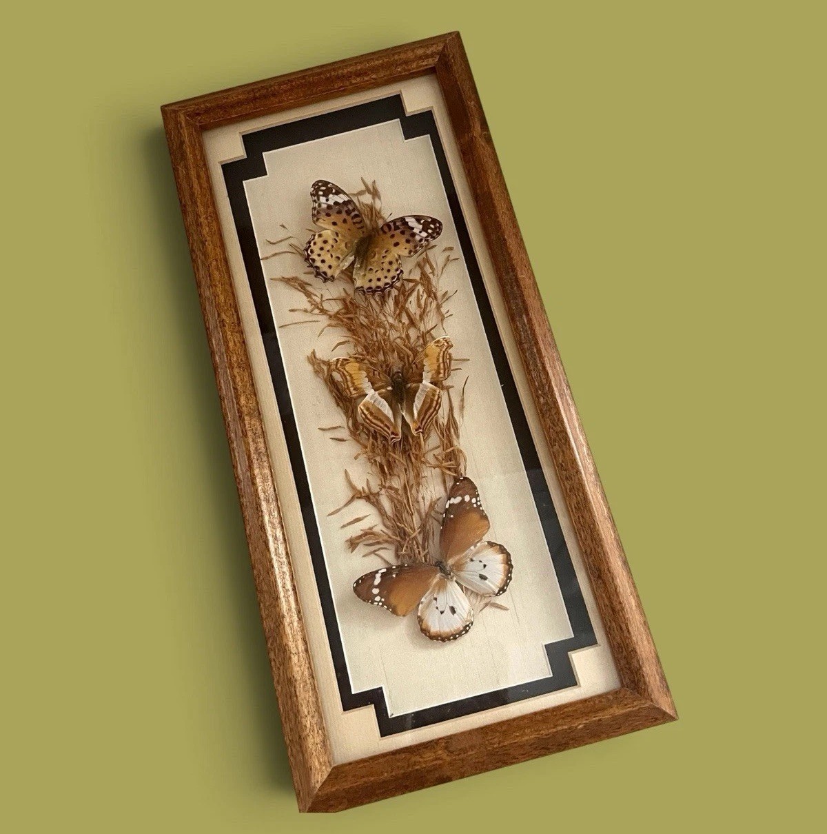 Vintage 70s Trio of Butterfly Taxidermy Wall Art Framed Under Glass 13” x 5.75”