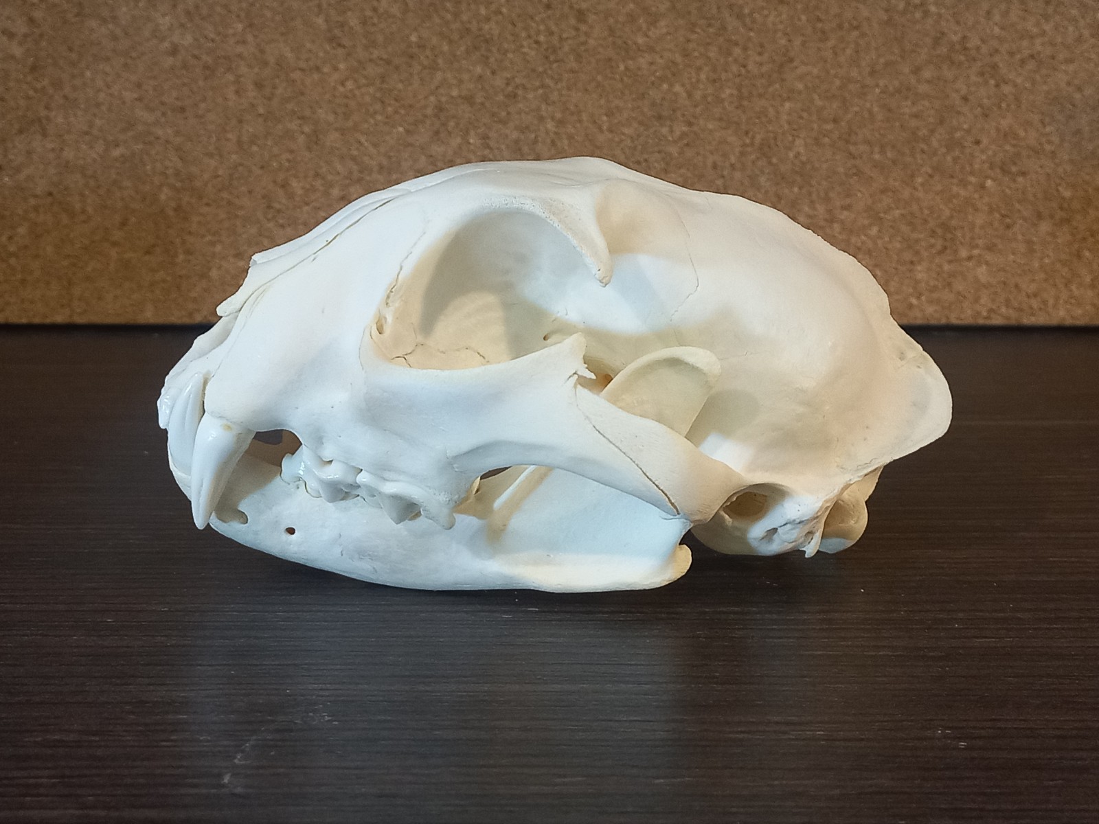 Real Large Eurasian Lynx Skull Taxidermy Natural Bone Specimen Lynx Lynx 15.5cm