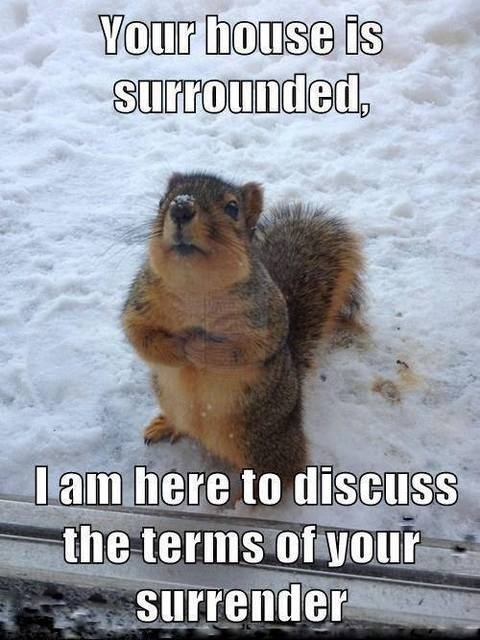 Funny Squirrel  refrigerator magnet 3 1/2 x 4 1/2