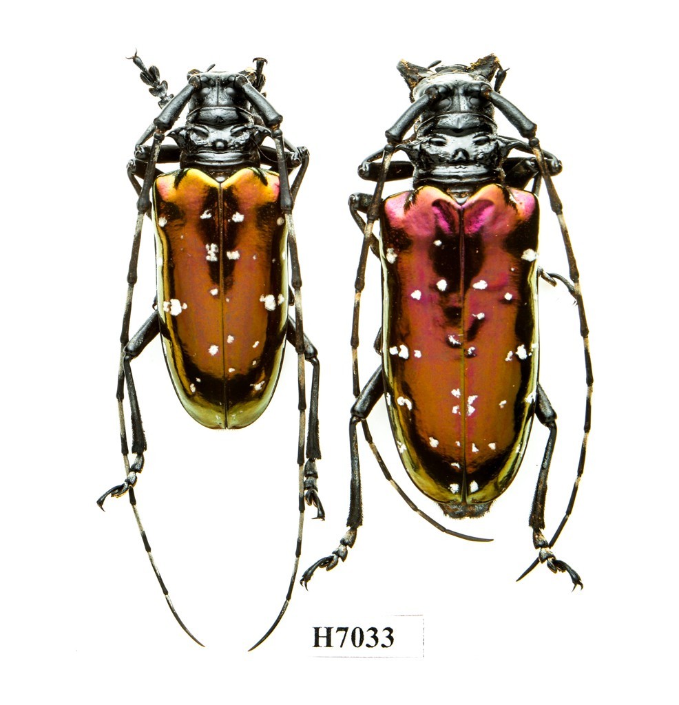 BEETLE, INSECT -H7033. Cerambycidae: Anoplophora sp.  (Pair) - VIETNAM