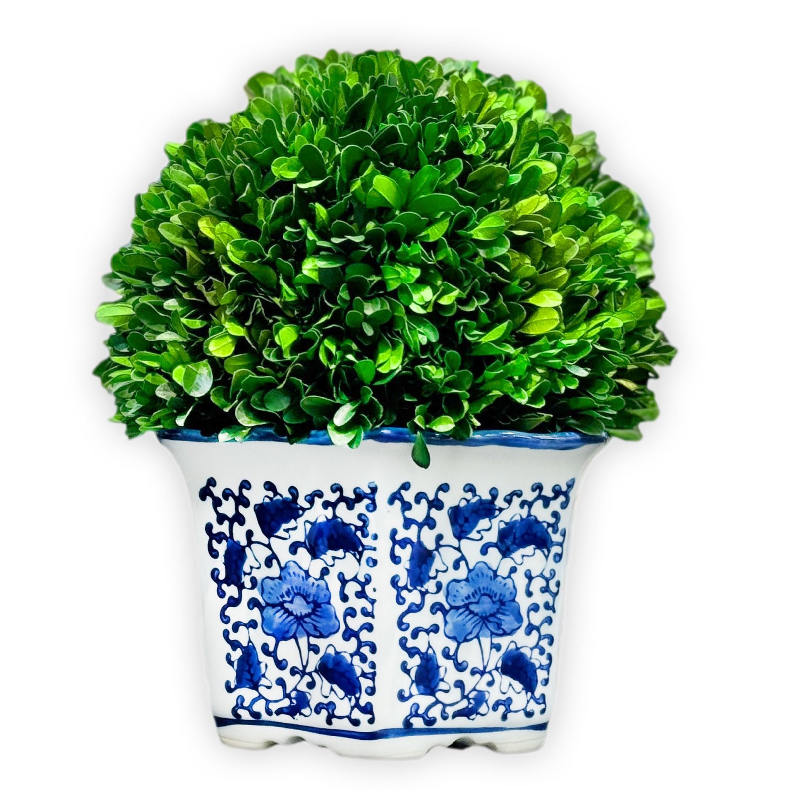 Galt International 11in Preserved Boxwood Ball Blue White Pot Planter Indoor Top