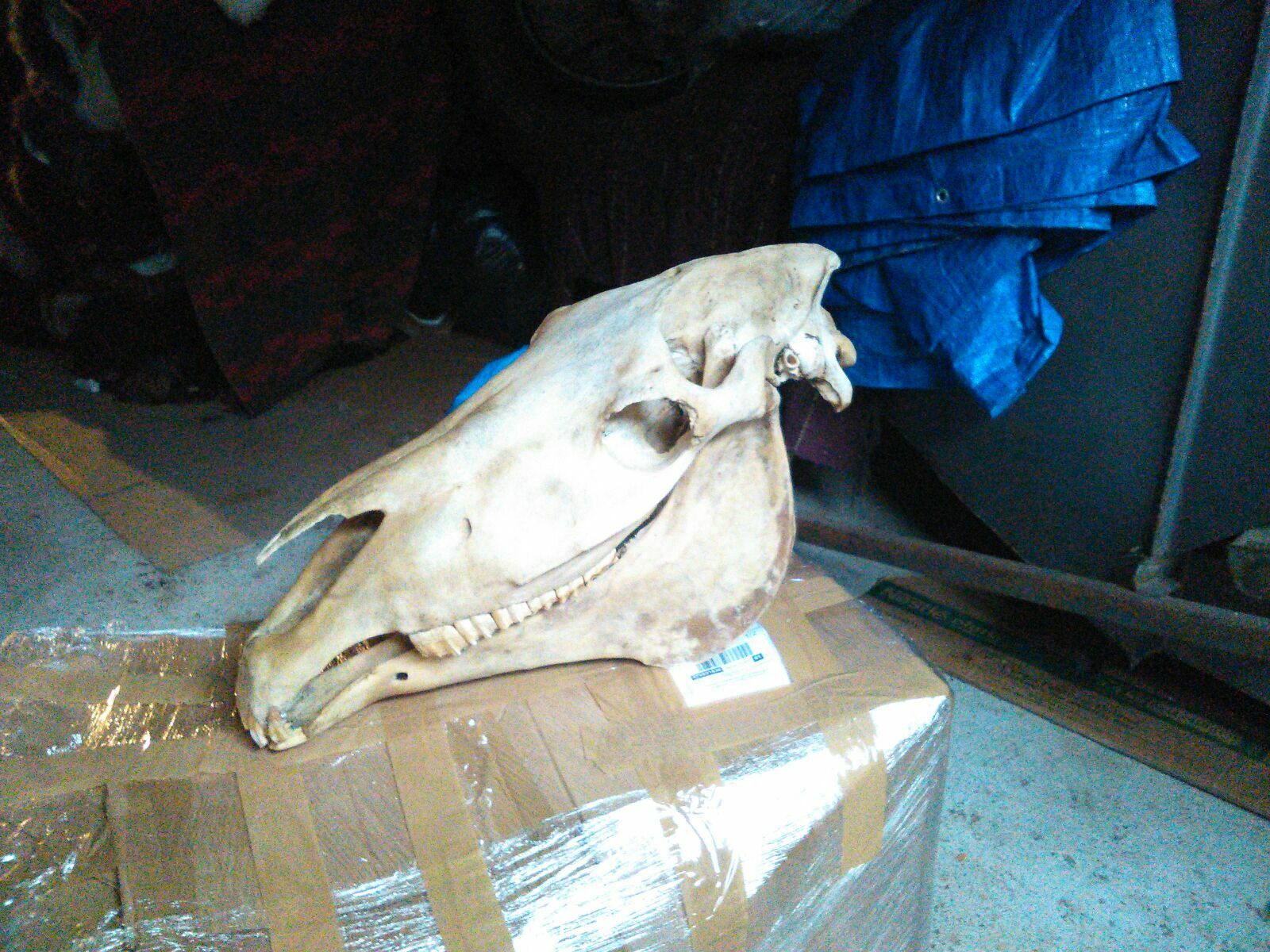 Horse Skull Skull Bone Taxidermy Trophy 2. Choice With Missing Teeth