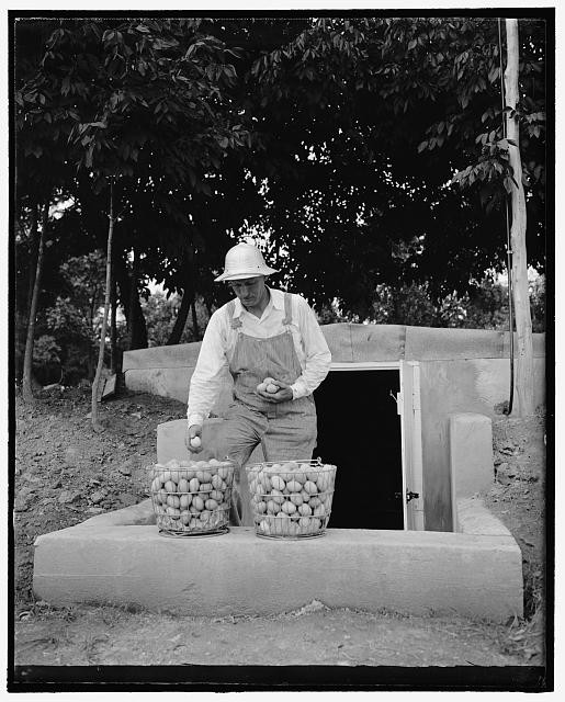 Photo:Sam Rice Farm 1930s Washington Ball Player Harvesting Fruit