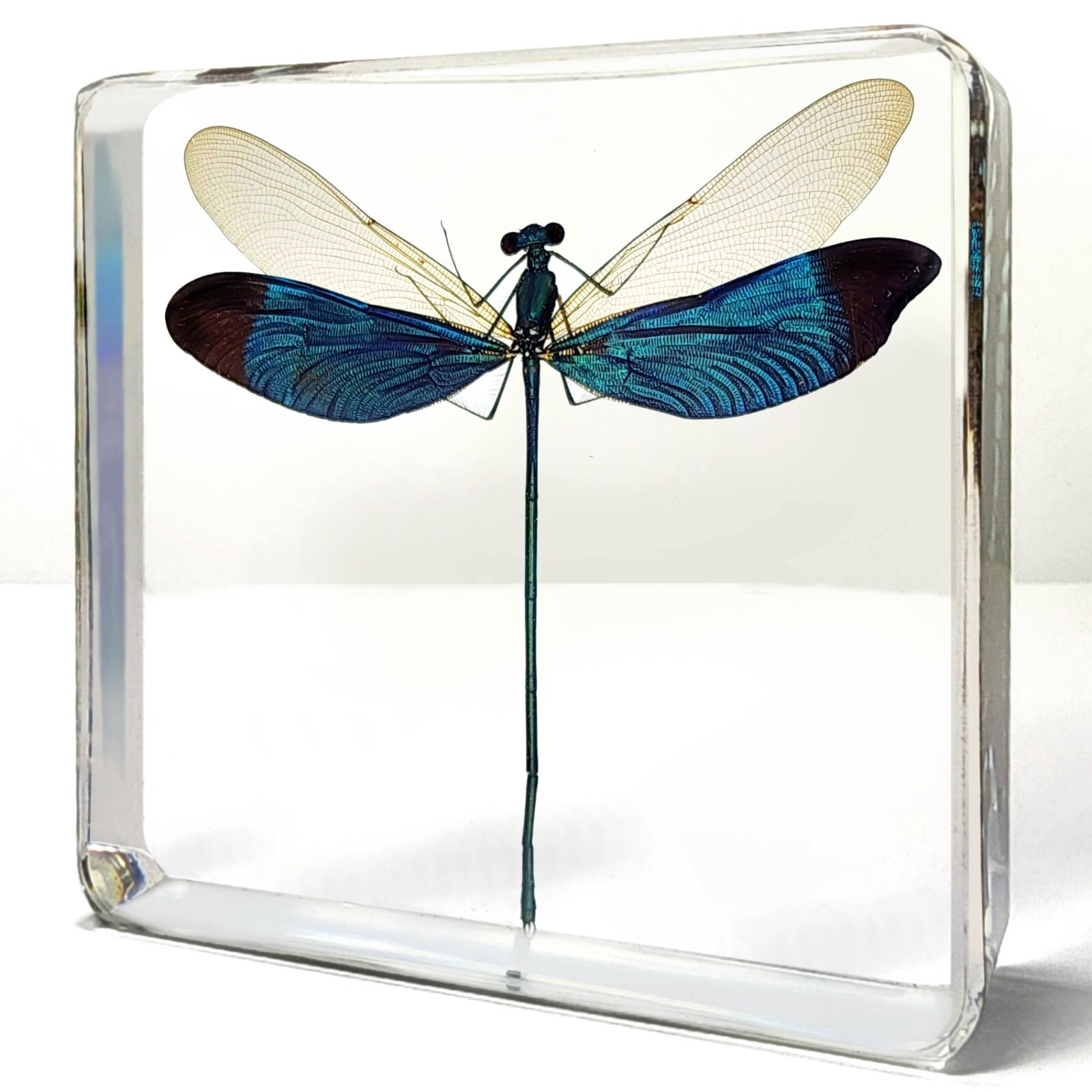 Damselfly In Resin, Metalwing, Insects in Resin, Neurobasis chinensis Linnaeus