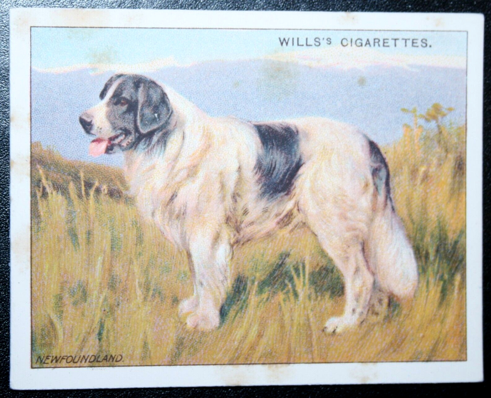NEWFOUNDLAND DOG    Vintage 1914 Illustrated Colour Card  FD16M