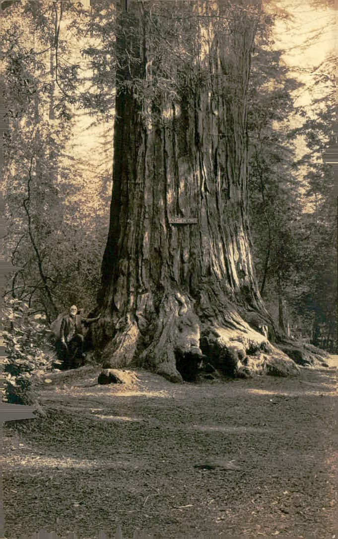 Antique Giant Redwood Postcard The Father Tree Big Basin California RPPC