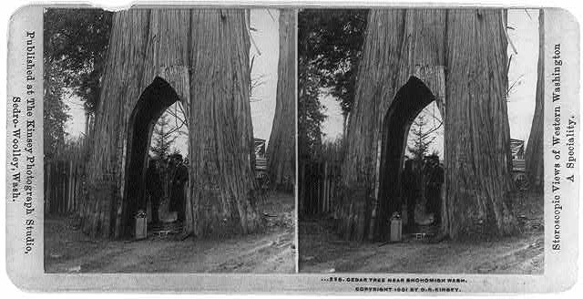 Photo:Snohomish Washington Darius Kinsey Cedar Tree Arch c1901