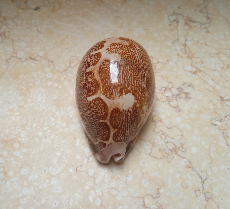 Cypraea rosea mappa WOW singularis great pattern natural glossy F++++F+++ 75.5mm Cypraea rosea mappa WOW singularis great pattern natural glossy F++++F+++ 75.5mm