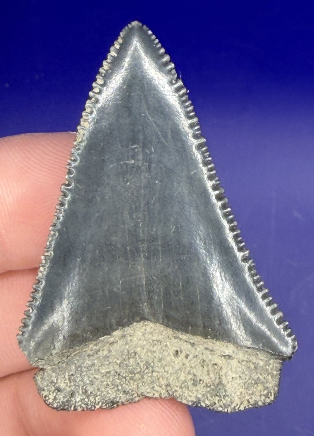 1.85” Glossy Great White Shark Tooth Fossil real Shark Teeth