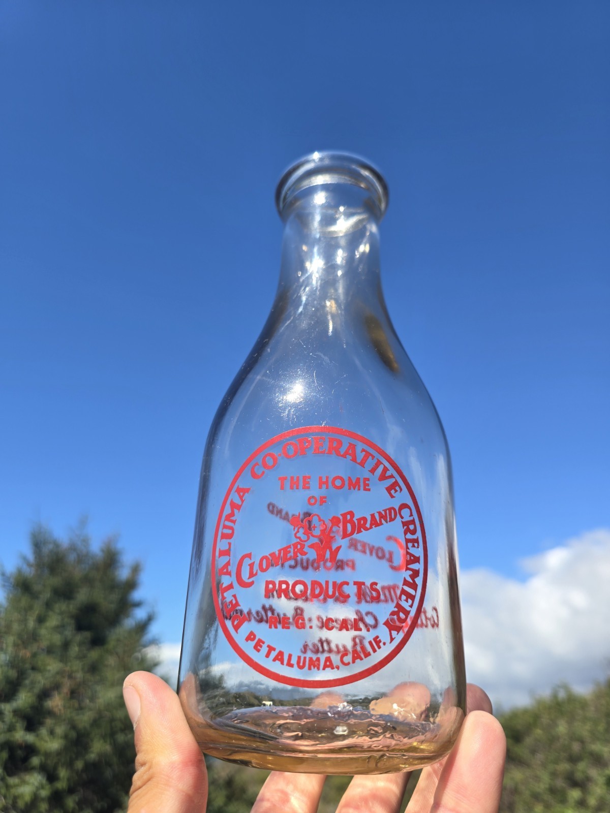 Awesome Western Milk☆  Petaluma California Creamery Bottle ☆ 1940s Clover Brand