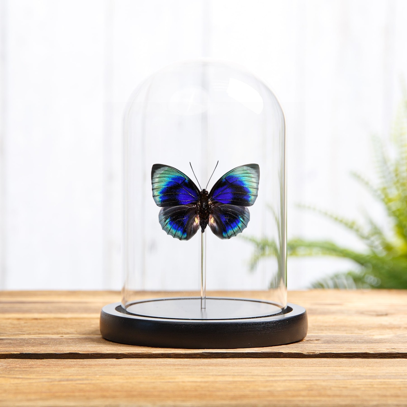 Agrias Butterfly In Glass Dome (Agrias beatifica lachaumei)
