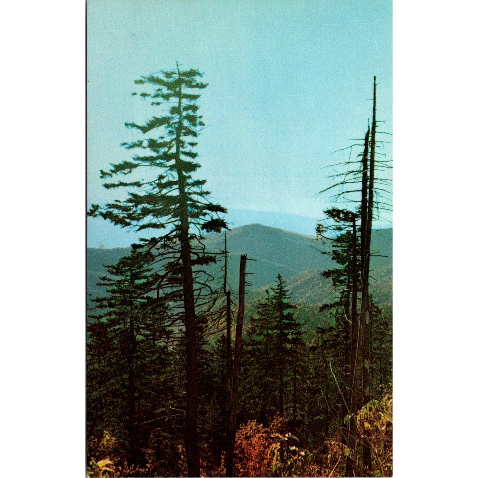 Early Morning Scene From Clingman's Dome Vintage Postcard SPJ8