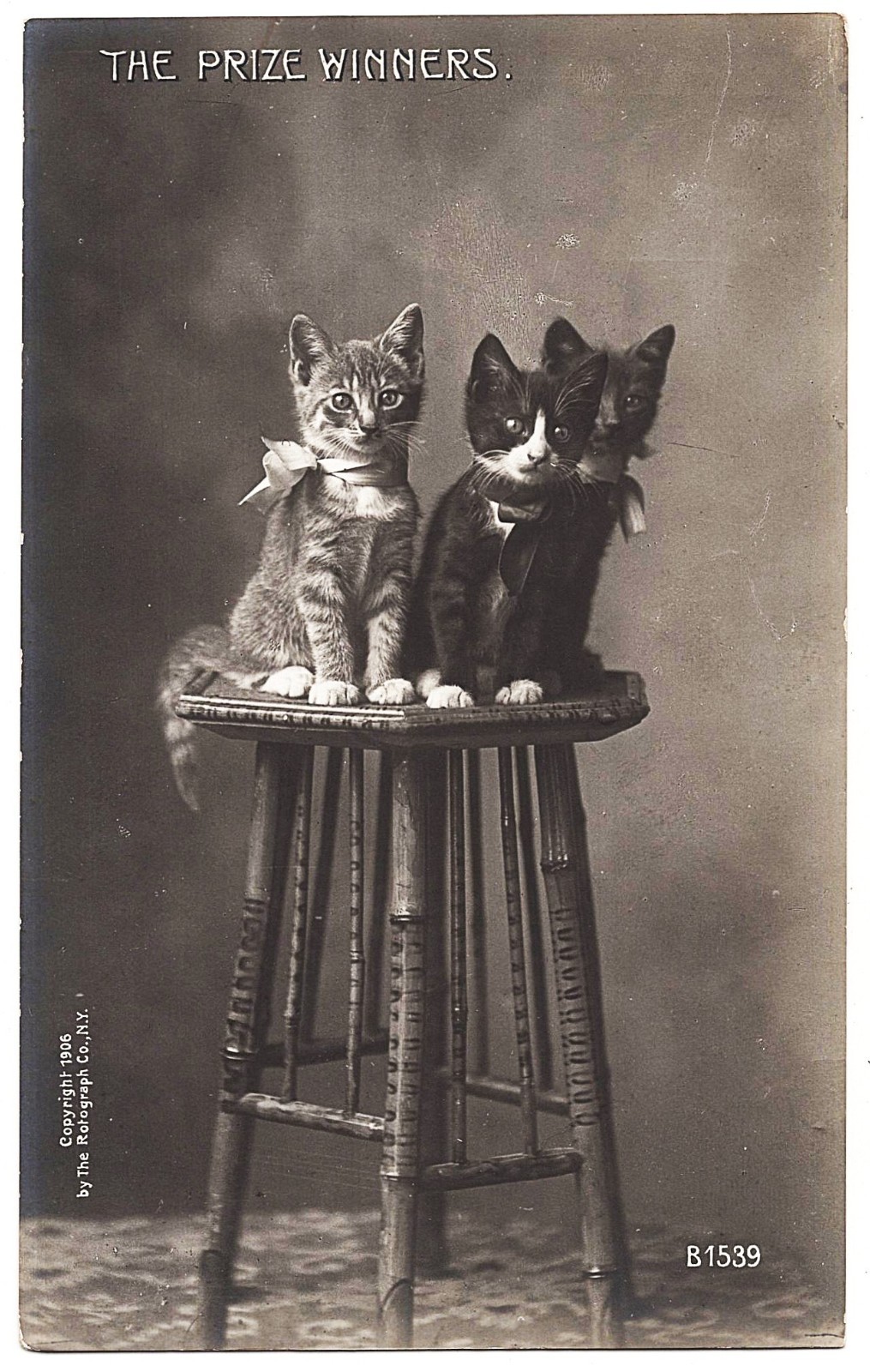 real photo Cat Cats ' Prize Winners 