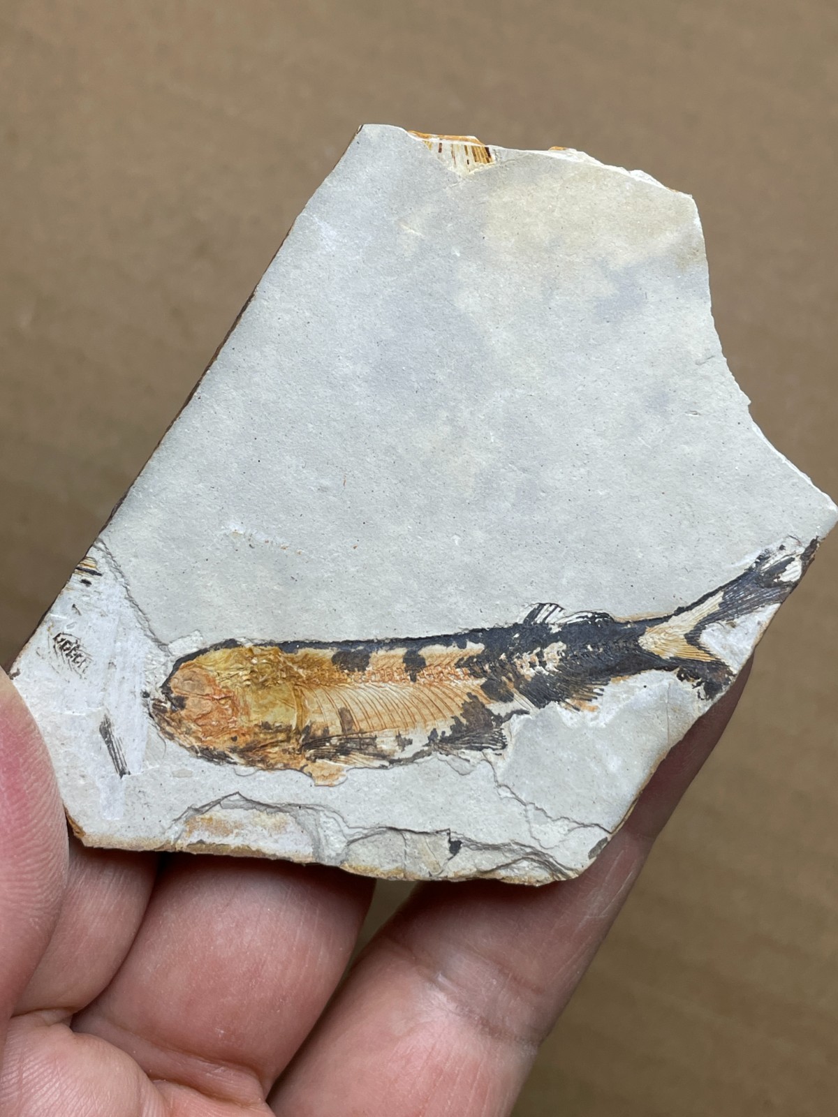 38g Beautiful lycoptera Landscape stone collection