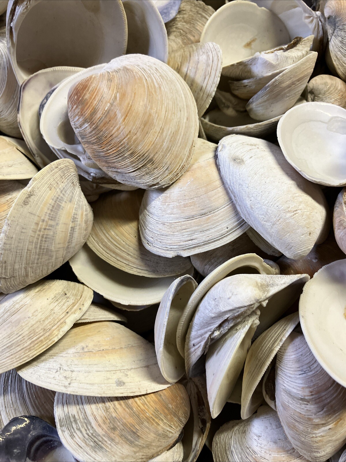 Clam shells for Crafts 100 Count Bag