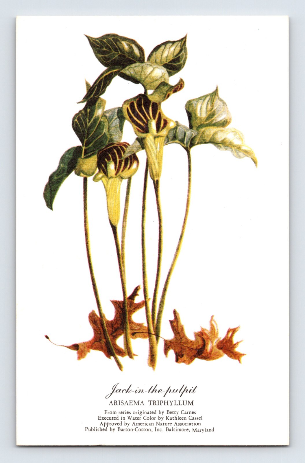 Postcard Jack In The Pulpit Flower Betty Carnes Kathleen Cassel 1940s Unposted