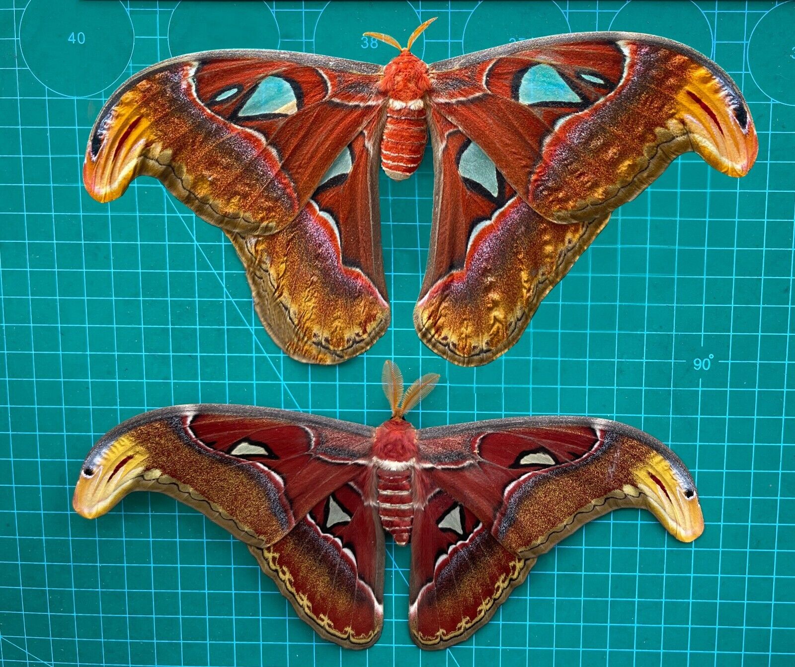 Pair Atlas Moth Real Taxidermy Butterfly Bug Insect Spread Entomology Decor