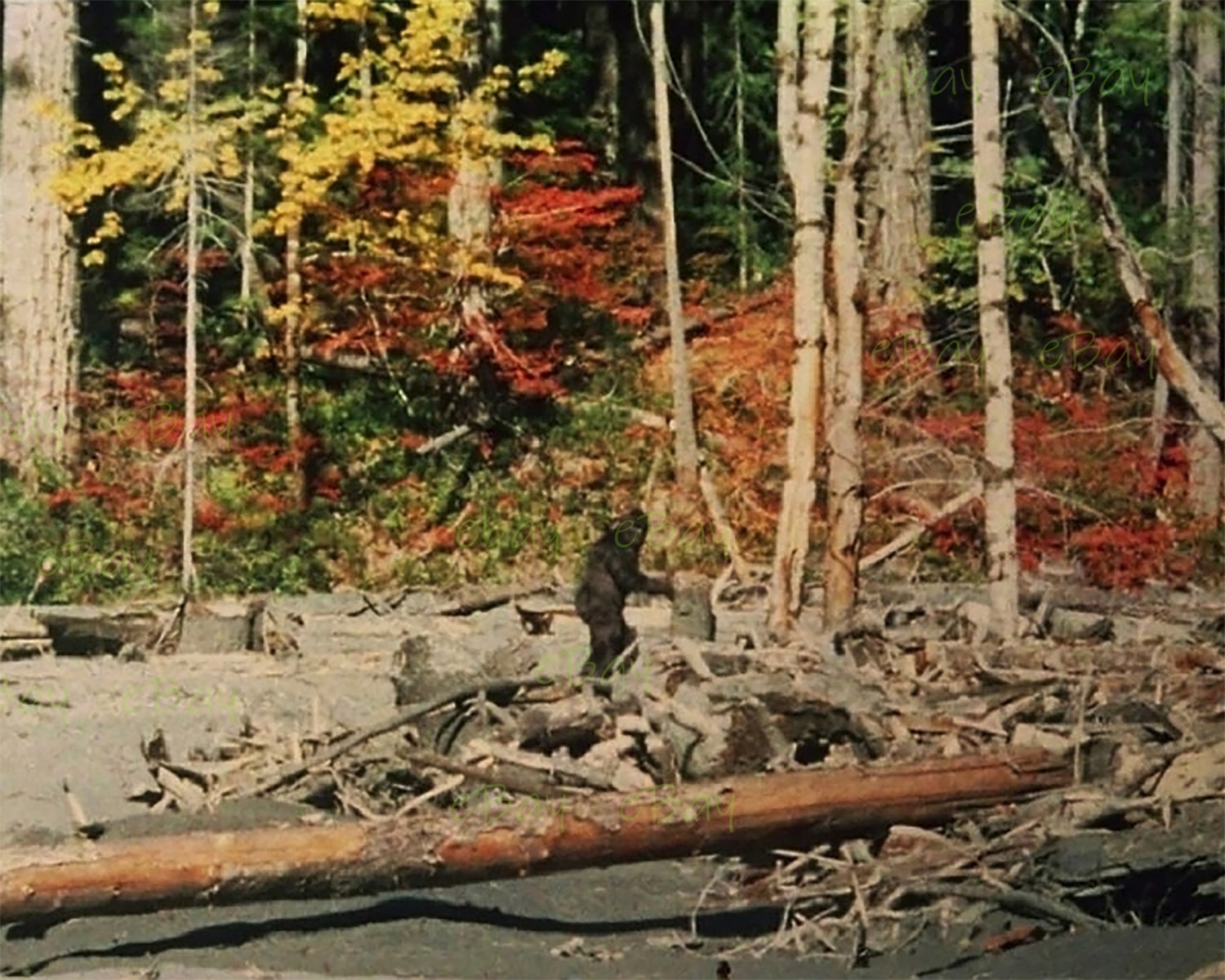 Patterson-Gimlin Film BIGFOOT 8x10 Photo Reprint
